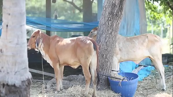 Gthai Movie 15 – Jurassic Porn-Part1