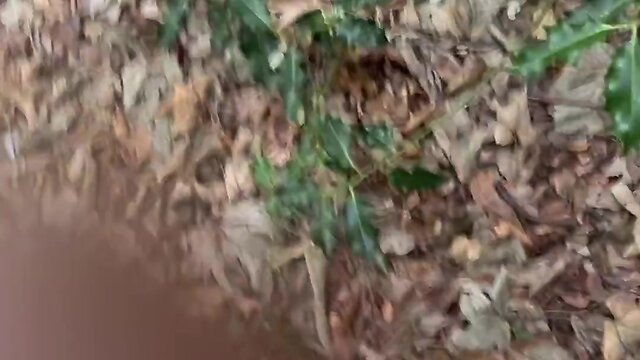 Exploring the woods and taking a break to pee